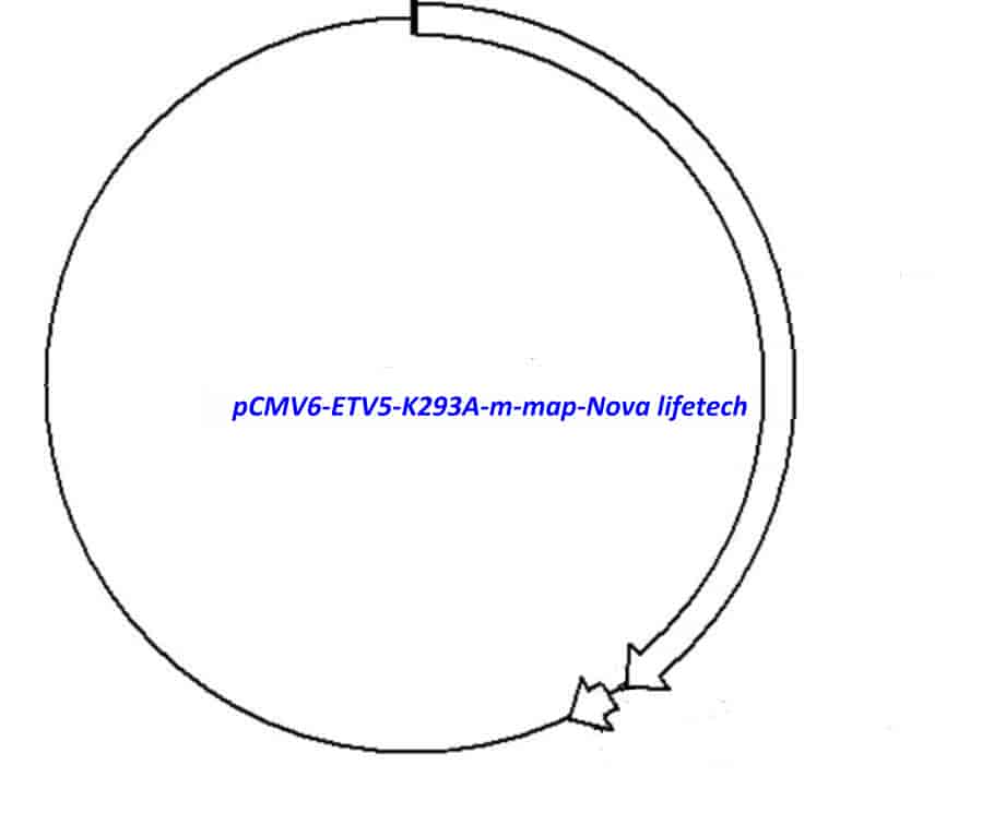 pCMV6- ETV5- K293A- m - Click Image to Close