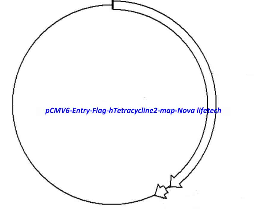 pCMV6- Entry- Flag- hTetracycline2 Plasmid
