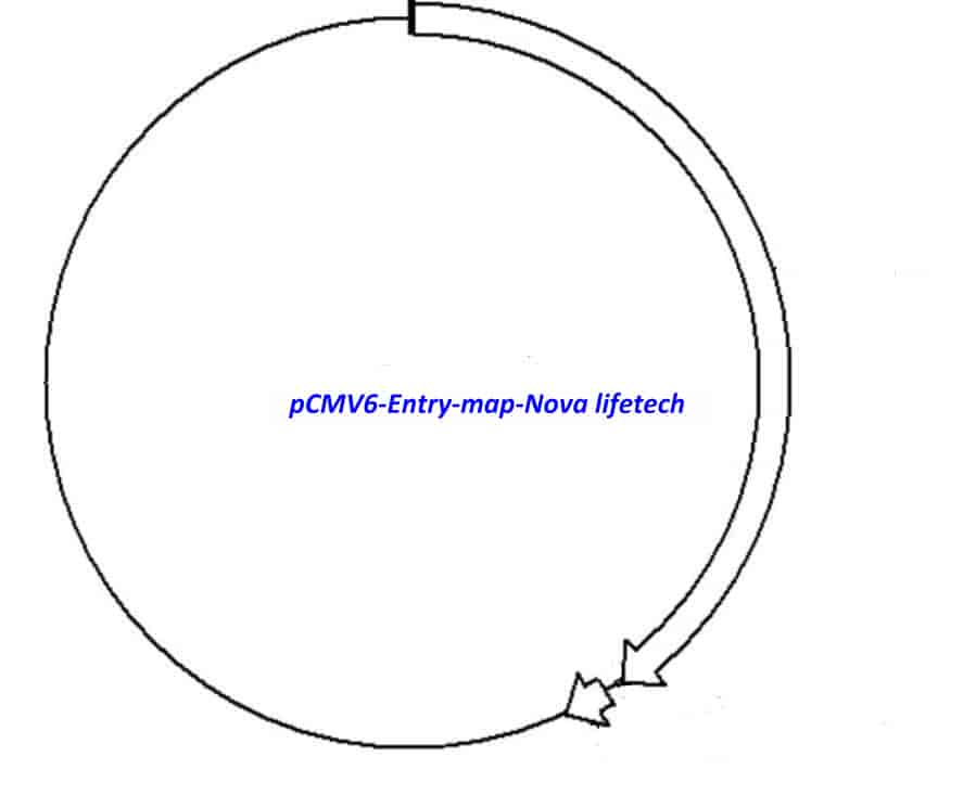 pCMV6- Entry