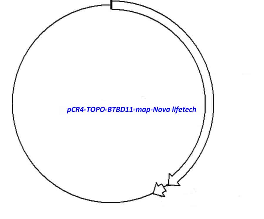 pCR4-TOPO-BTBD11 - Click Image to Close