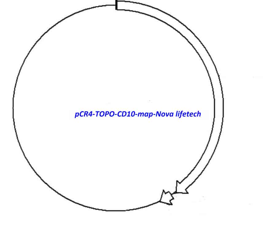 pCR4- TOPO- CD10 Plasmid - Click Image to Close