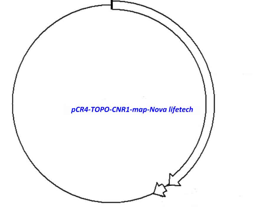 pCR4-TOPO-CNR1 Plasmid - Click Image to Close