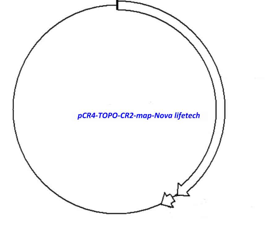 pCR4-TOPO-CR2 Plasmid - Click Image to Close