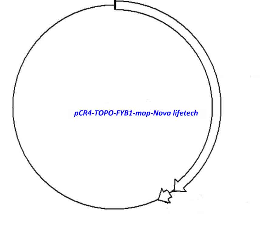 pCR4-TOPO-FYB1 Plasmid - Click Image to Close