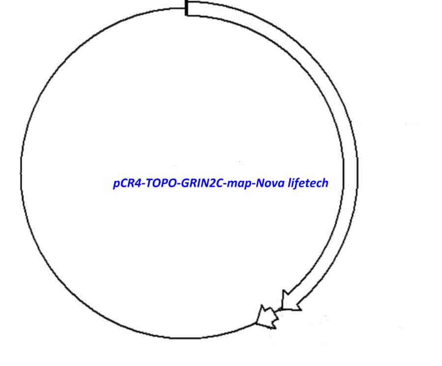 pCR4-TOPO-GRIN2C Plasmid - Click Image to Close