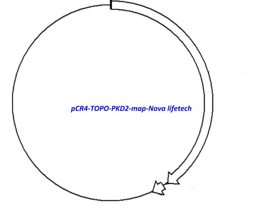 pCR4- TOPO- PKD2 Plasmid - Click Image to Close