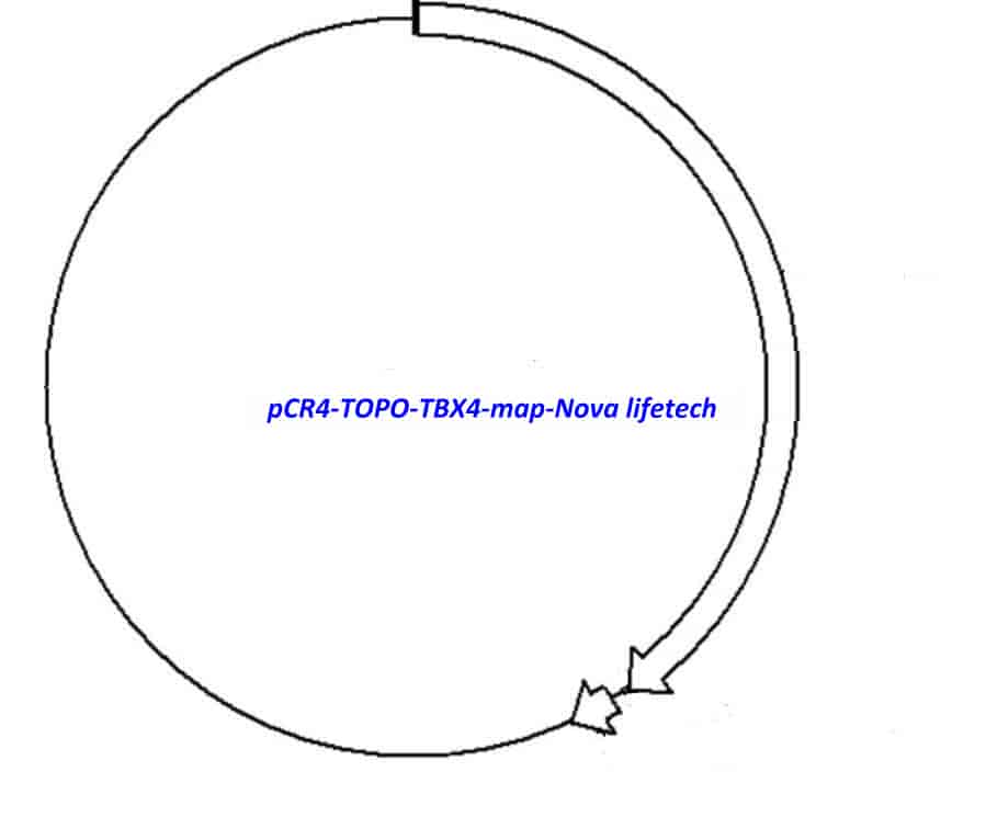 pCR4-TOPO-TBX4 Plasmid - Click Image to Close