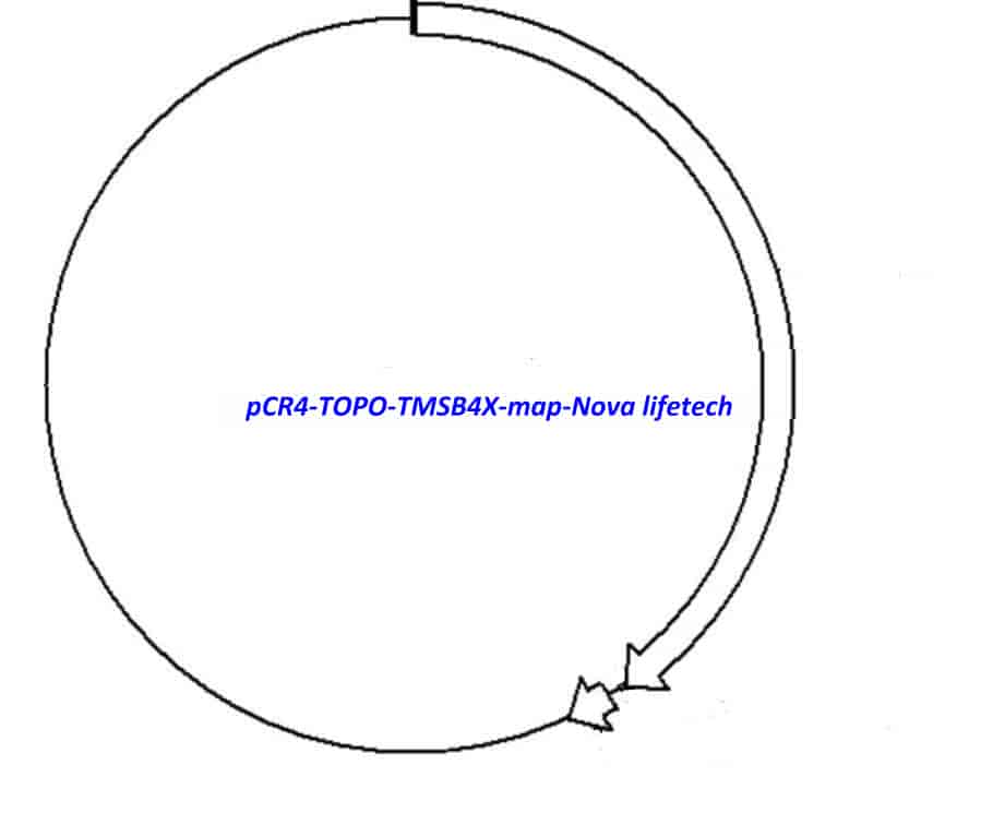 pCR4-TOPO-TMSB4X - Click Image to Close