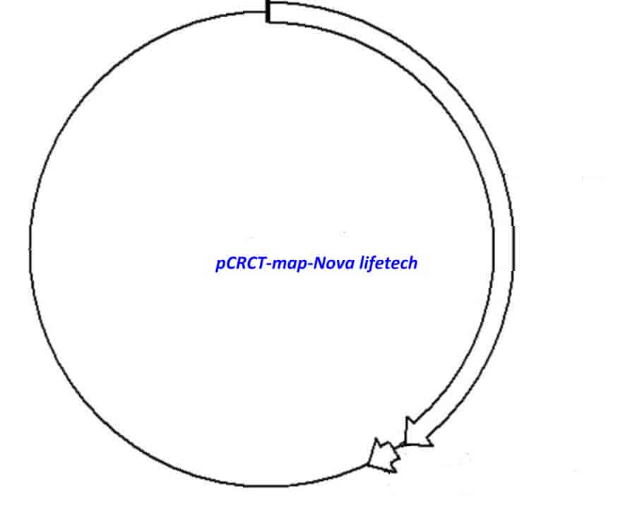 pCRCT Plasmid - Click Image to Close