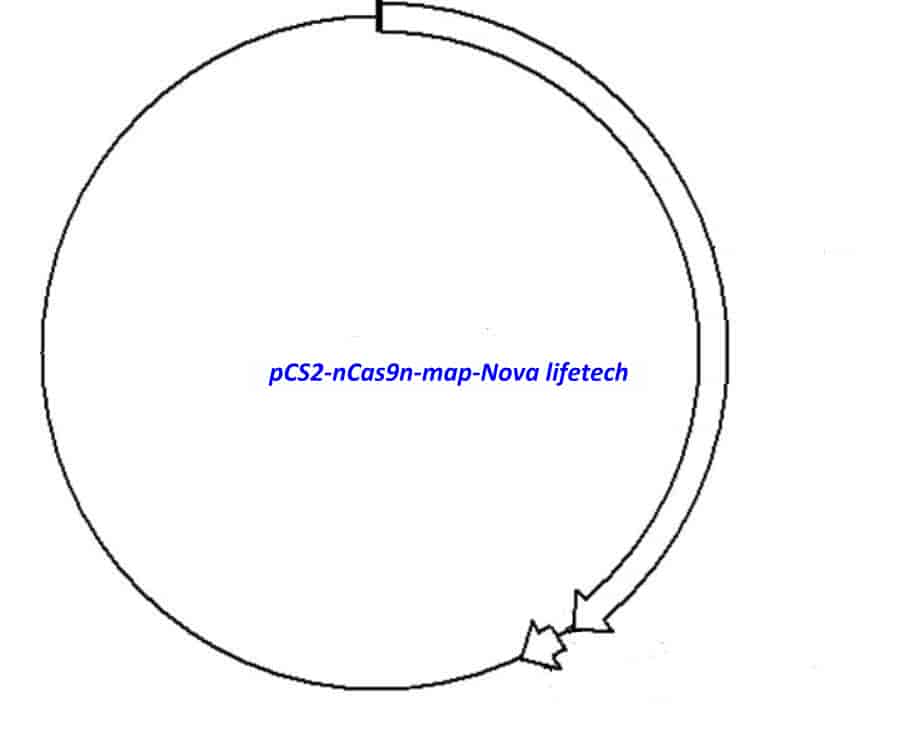 pCS2- nCas9n - Click Image to Close