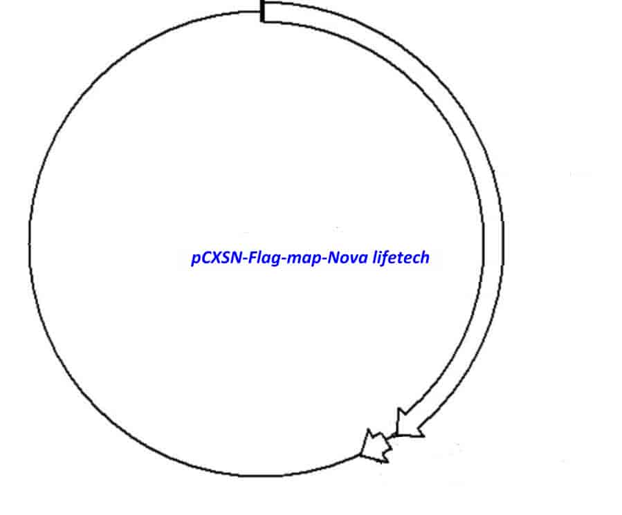 pCXSN- Flag - Click Image to Close