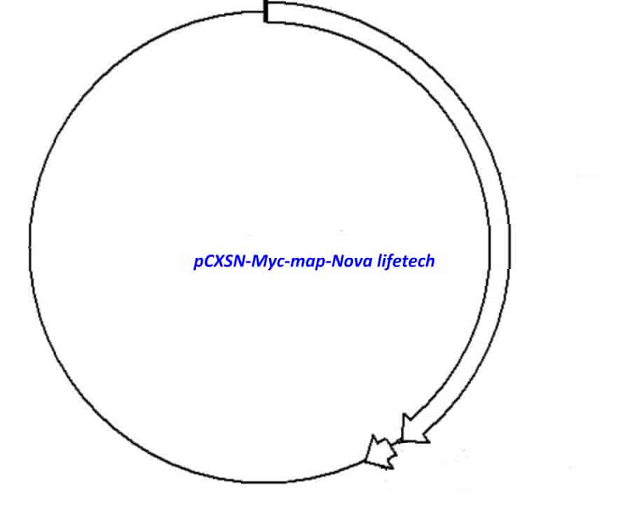 pCXSN-Myc Plasmid - Click Image to Close