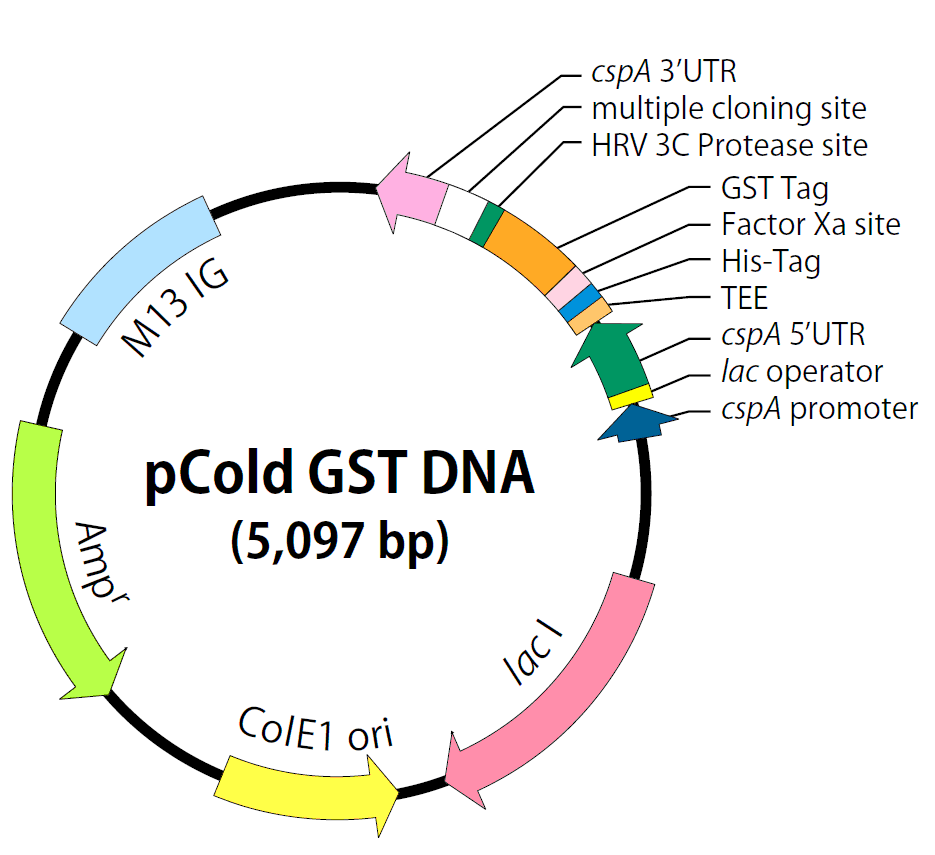 pCold- GST - Click Image to Close