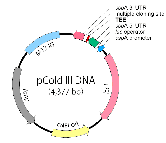 pCold III Plasmid - Click Image to Close
