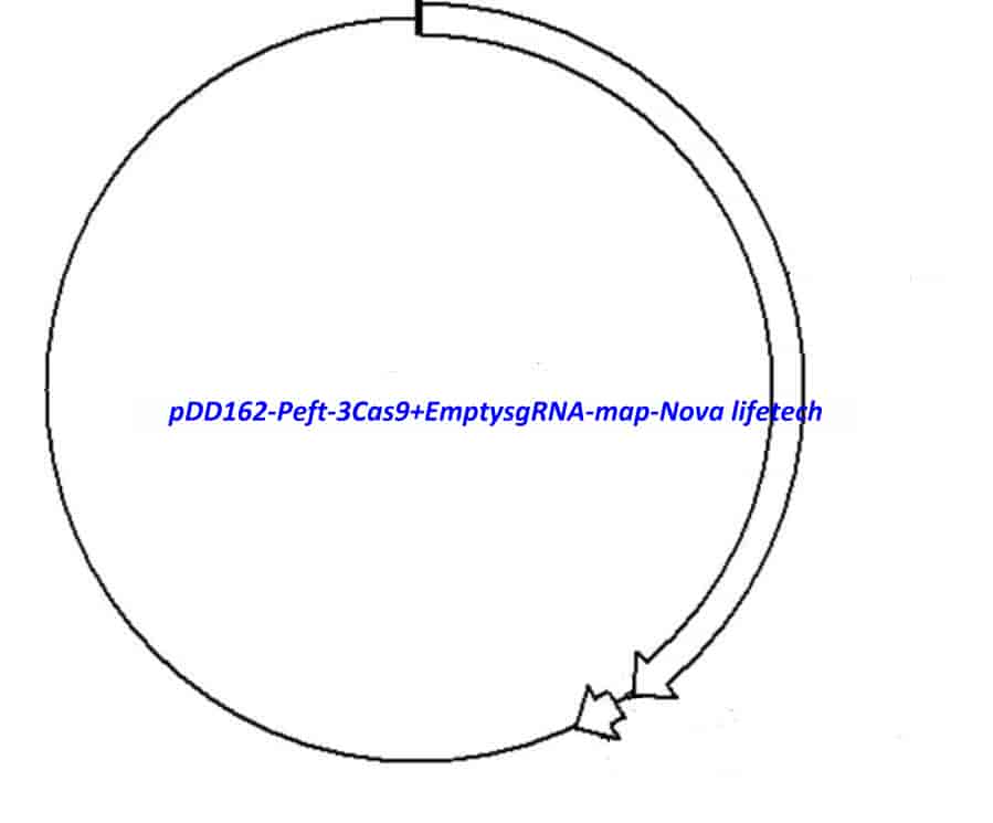 pDD162 (Peft- 3Cas9+EmptysgRNA) - Click Image to Close