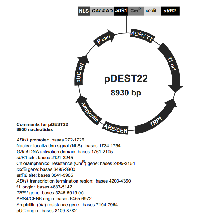 pDEST22 - Click Image to Close