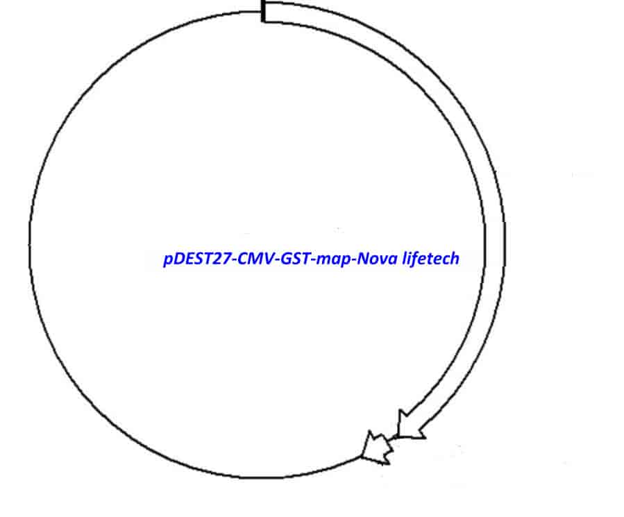 pDEST27- CMV- GST - Click Image to Close