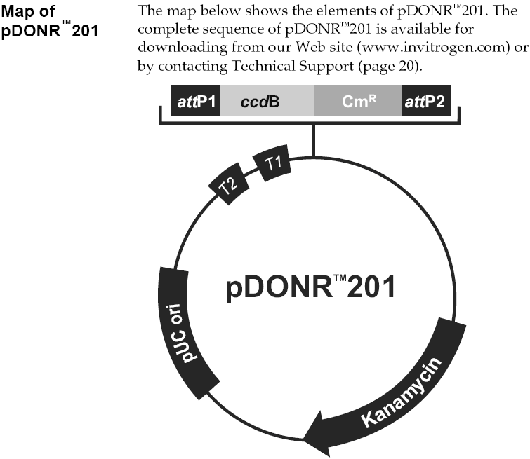pDONR201 - Click Image to Close