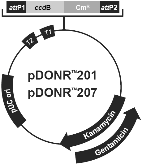 pDONR207 - Click Image to Close