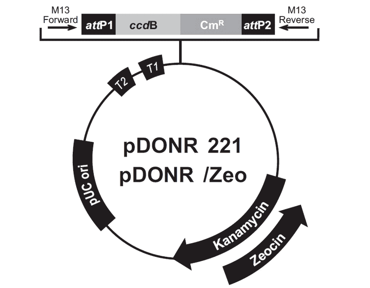 pDONR221/ Zeo Plasmid - Click Image to Close