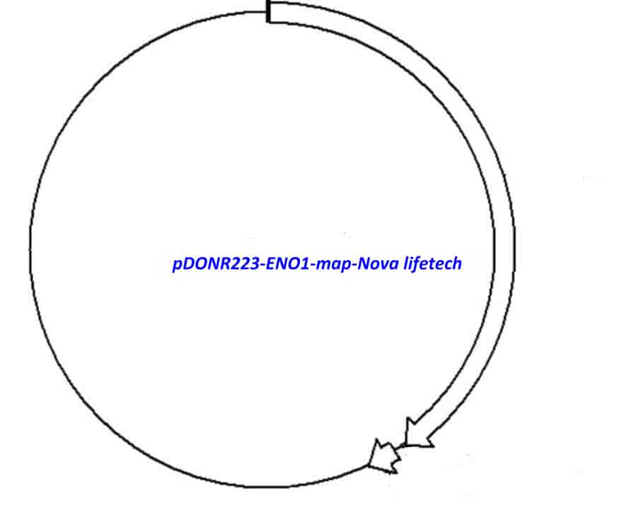 pDONR223-ENO1 Plasmid - Click Image to Close