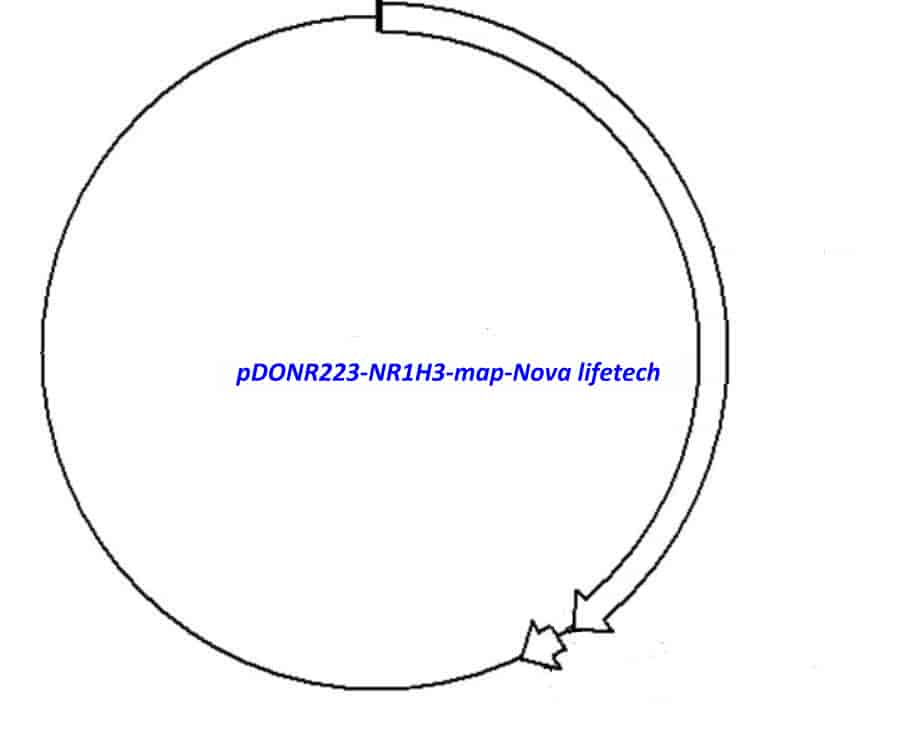 pDONR223-NR1H3 Plasmid
