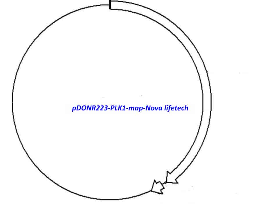 pDONR223-PLK1 Plasmid - Click Image to Close