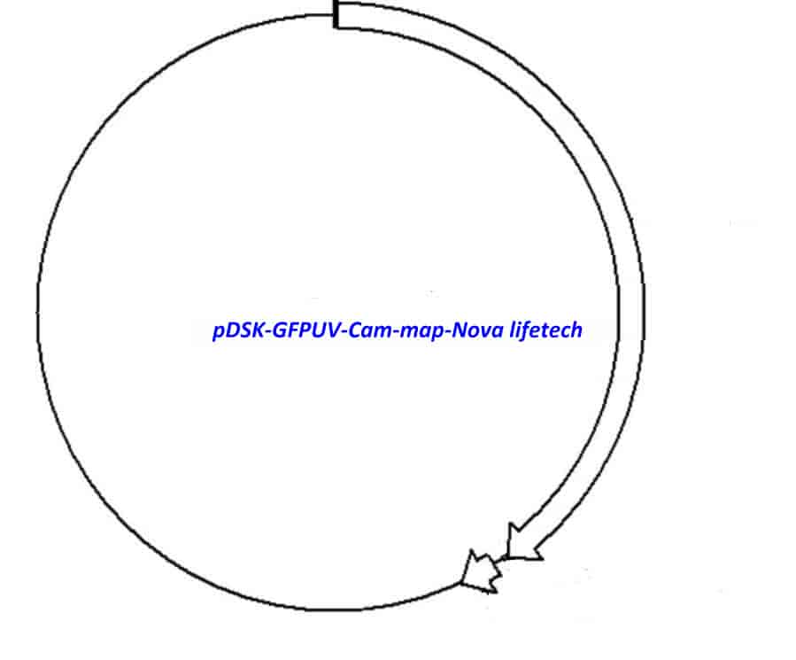 pDSK-GFPUV-Cam - Click Image to Close