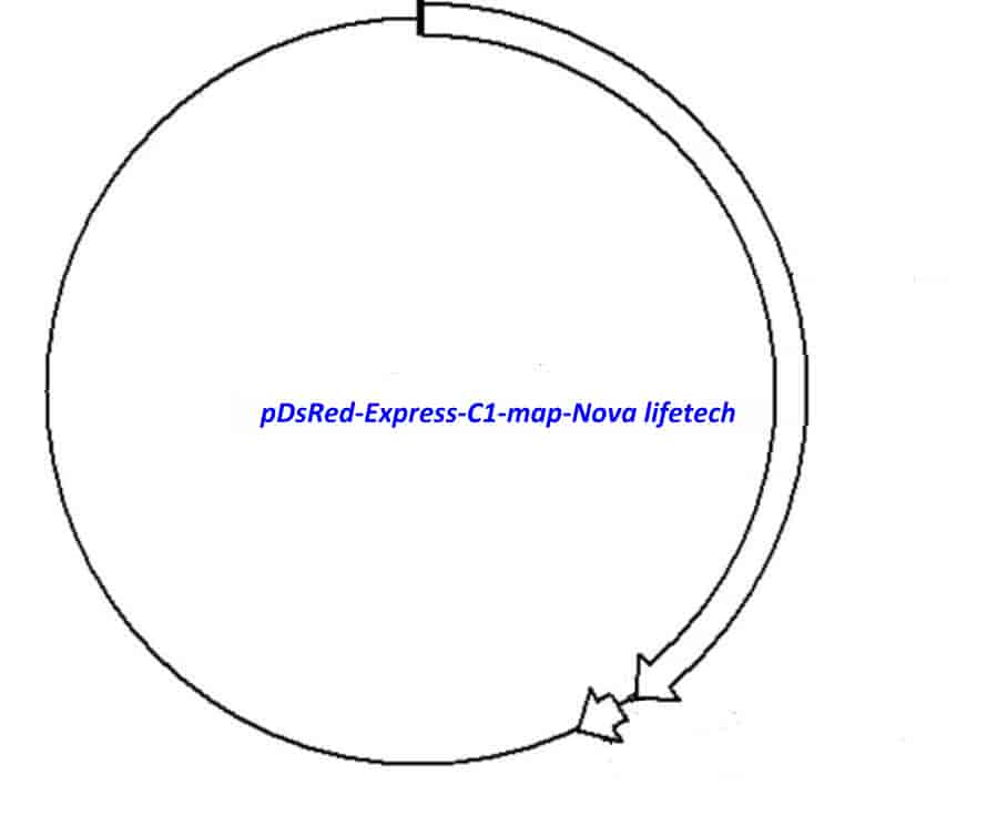 pDsRed- Express- C1 Plasmid - Click Image to Close