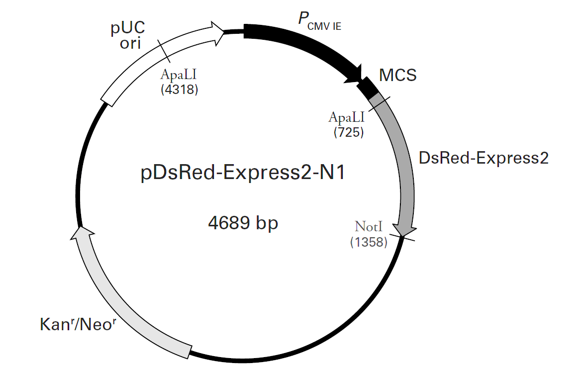 pDsRed- Express2- N1 - Click Image to Close