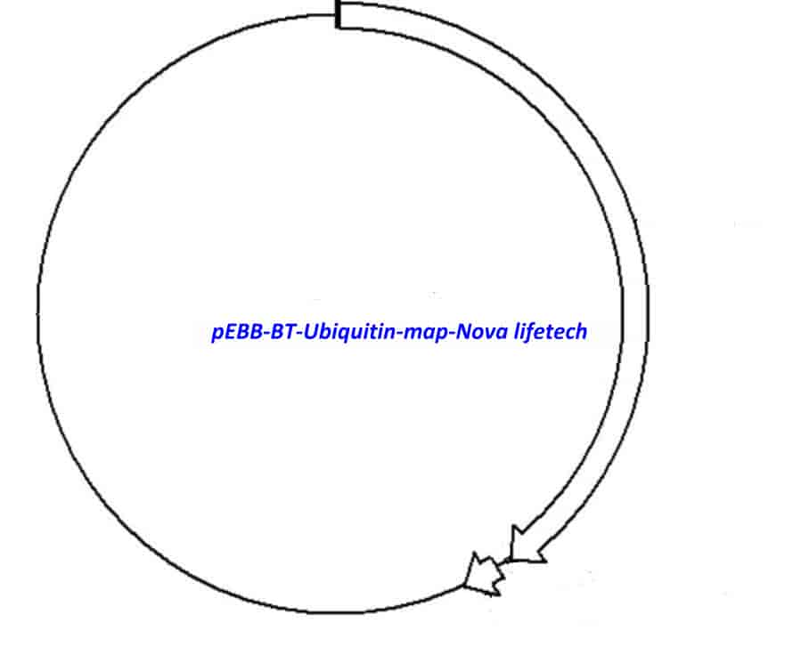 pEBB- BT- Ubiquitin - Click Image to Close