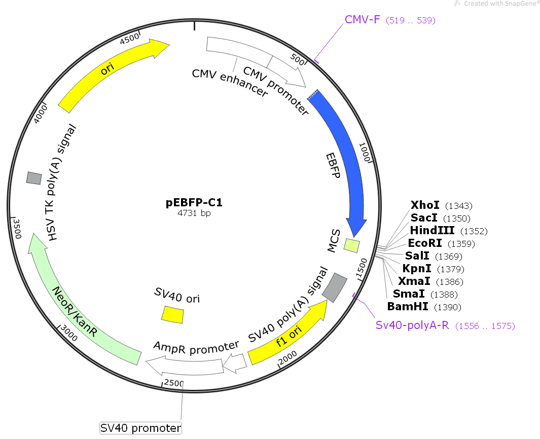 pEBFP- C1 Plasmid - Click Image to Close