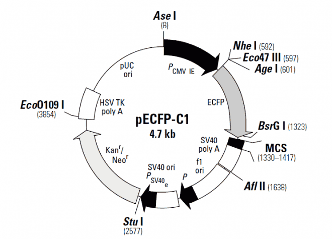 pECFP- C1 Plasmid - Click Image to Close