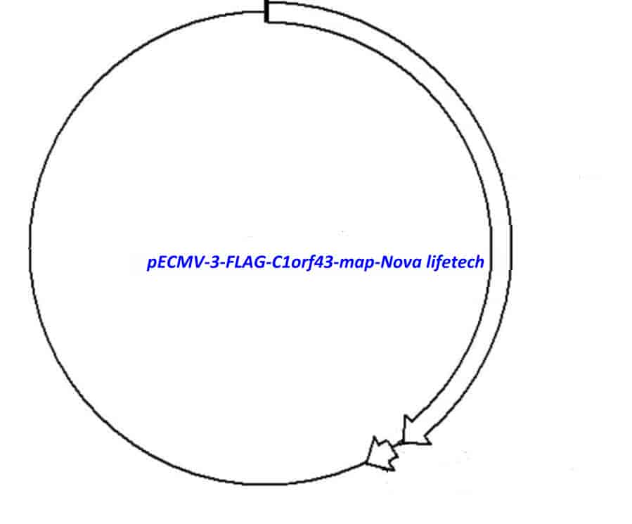 pECMV-3-FLAG-C1orf43 - Click Image to Close