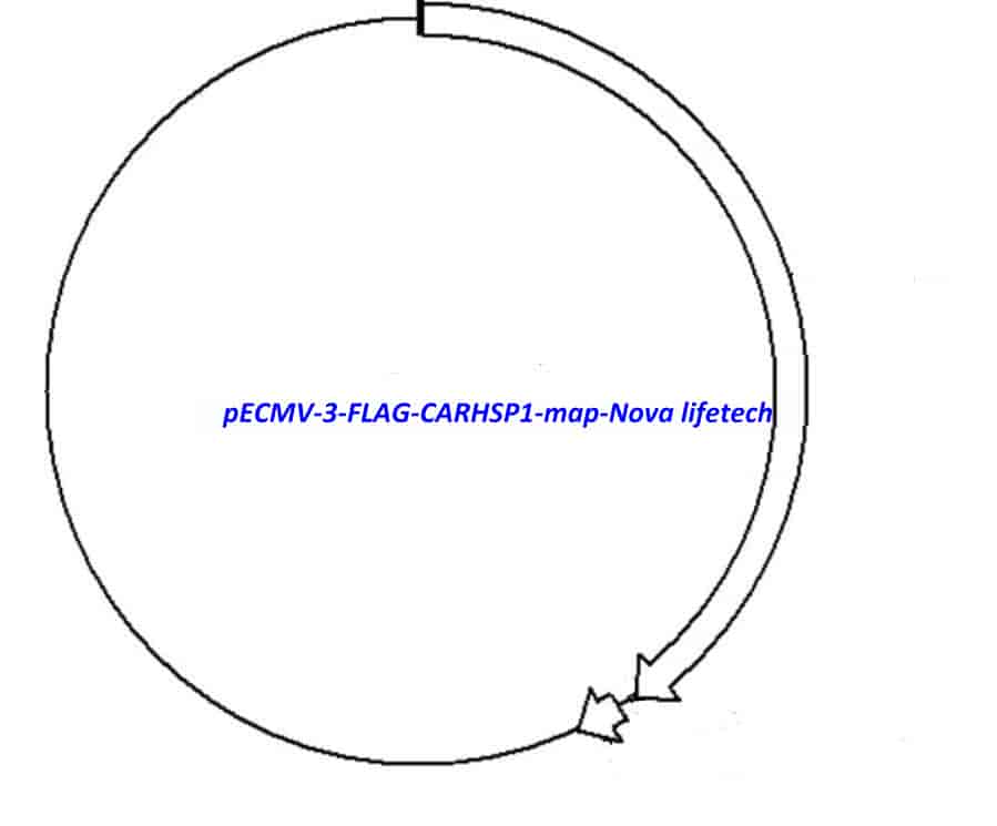 pECMV-3-FLAG-CARHSP1 - Click Image to Close