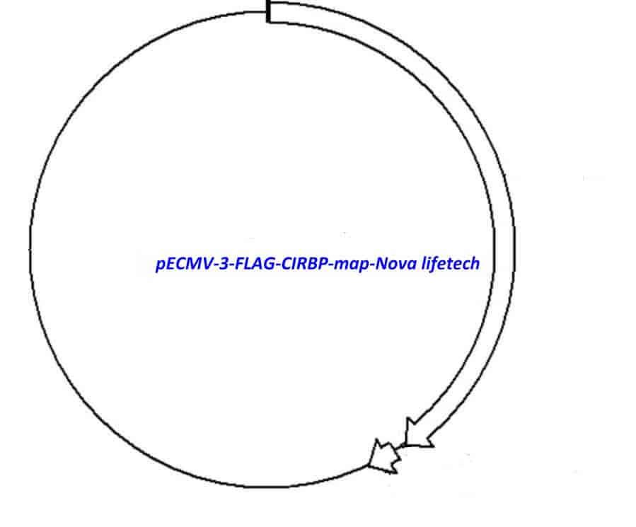 pECMV-3-FLAG-CIRBP - Click Image to Close