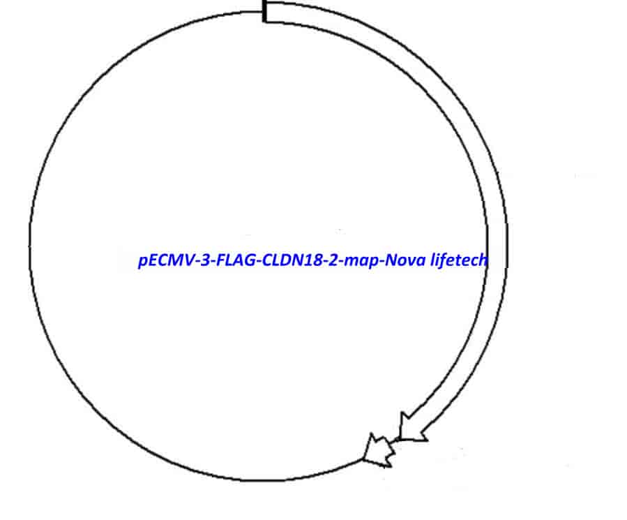 pECMV-3-FLAG-CLDN18-2 - Click Image to Close