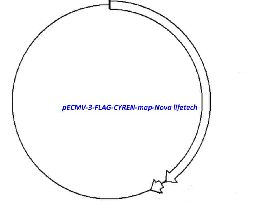 pECMV-3-FLAG-CYREN - Click Image to Close
