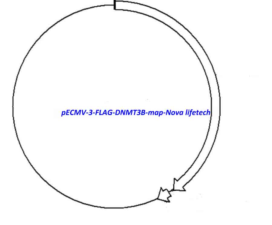 pECMV-3-FLAG-DNMT3B - Click Image to Close