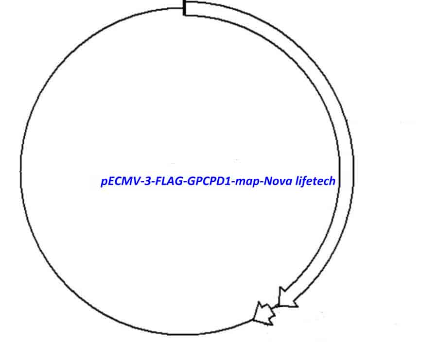 pECMV-3-FLAG-GPCPD1 - Click Image to Close