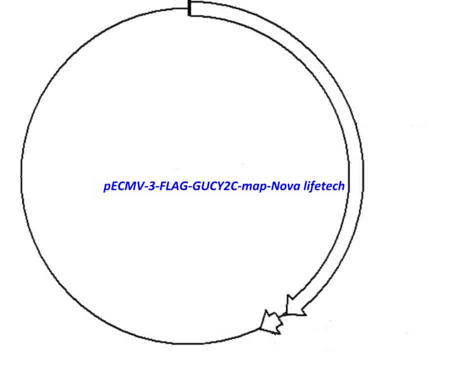 pECMV-3-FLAG-GUCY2C - Click Image to Close