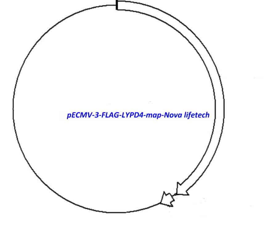 pECMV-3-FLAG-LYPD4 - Click Image to Close