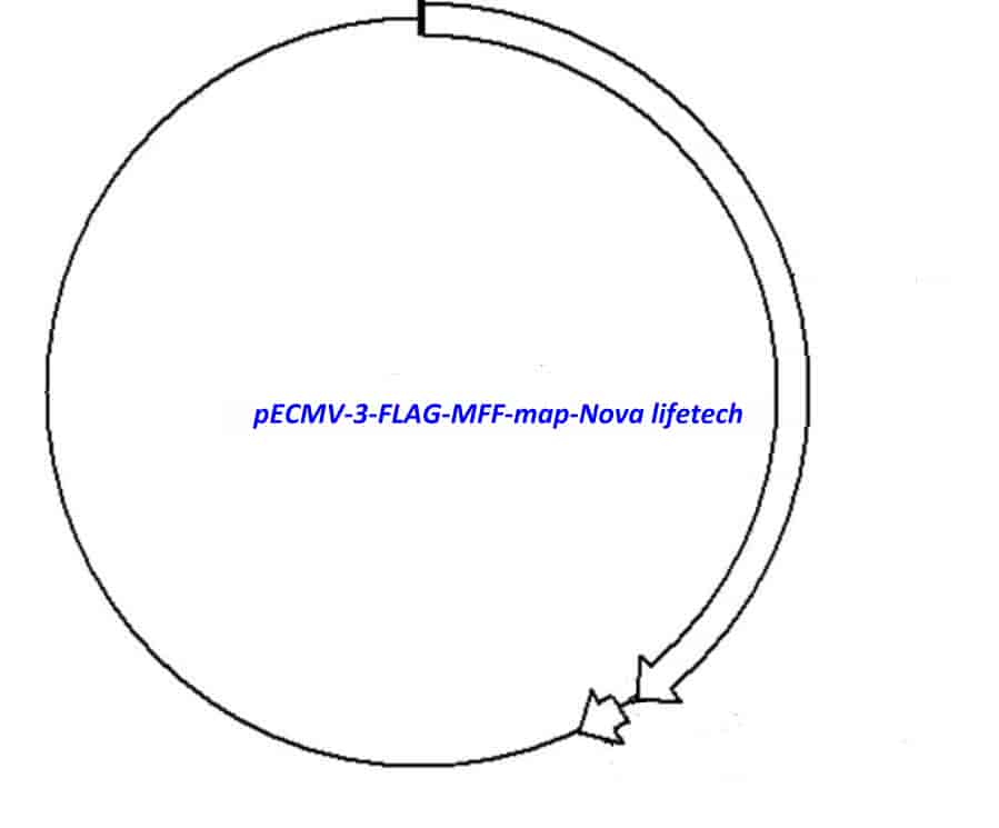 pECMV-3-FLAG-MFF - Click Image to Close