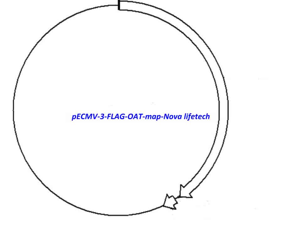 pECMV-3-FLAG-OAT - Click Image to Close