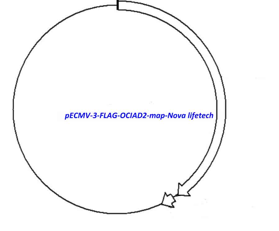 pECMV-3-FLAG-OCIAD2 - Click Image to Close