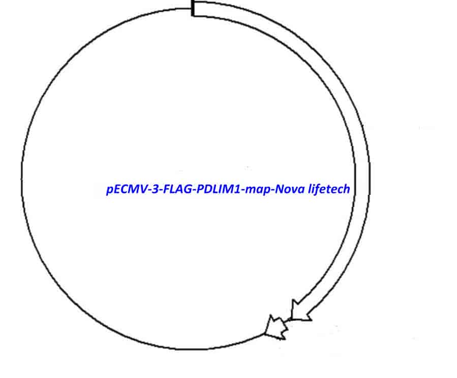 pECMV-3-FLAG-PDLIM1 - Click Image to Close