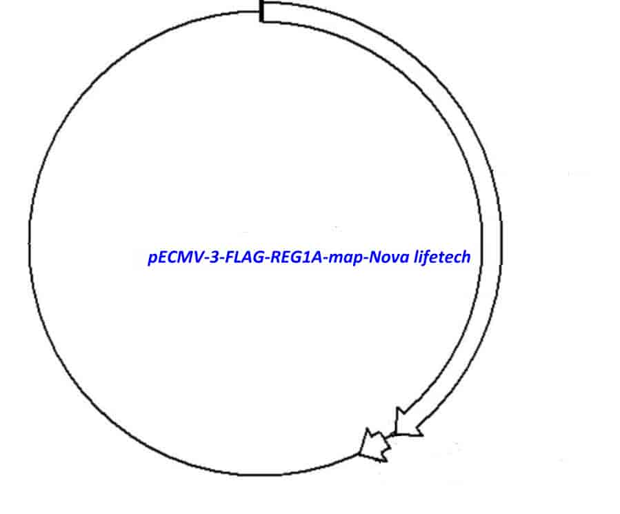 pECMV-3-FLAG-REG1A - Click Image to Close