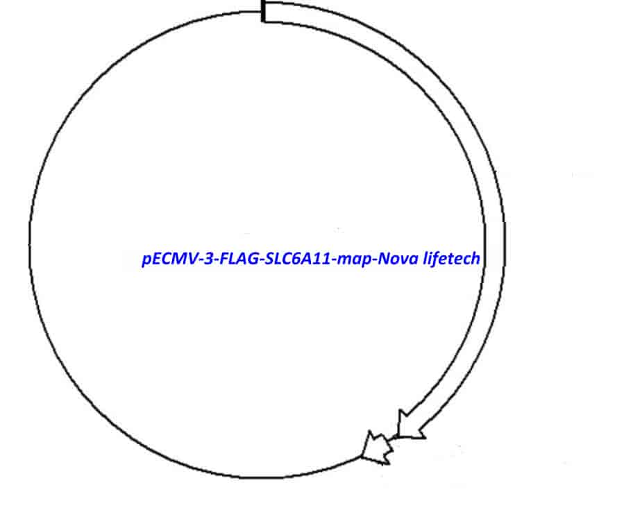 pECMV-3-FLAG-SLC6A11 - Click Image to Close