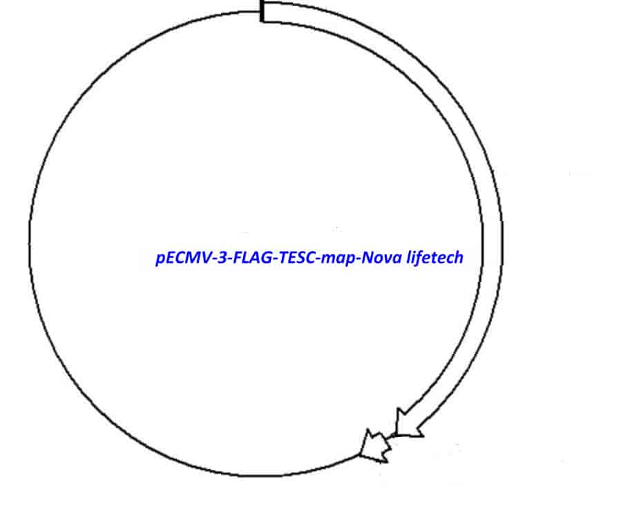 pECMV-3-FLAG-TESC - Click Image to Close