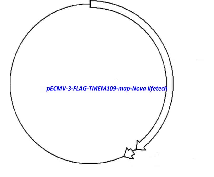 pECMV-3-FLAG-TMEM109 - Click Image to Close